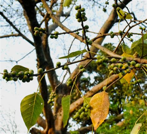 Ficus Rumphii Forrest Ecology