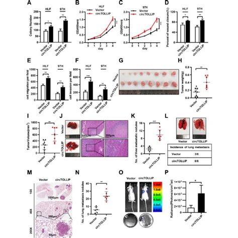 Circtollip Promotes The Proliferation And Migration Of Hcc Cells In