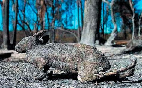 La Vida Silvestre Es La Que Más Sufre Los Efectos De Los Incendios