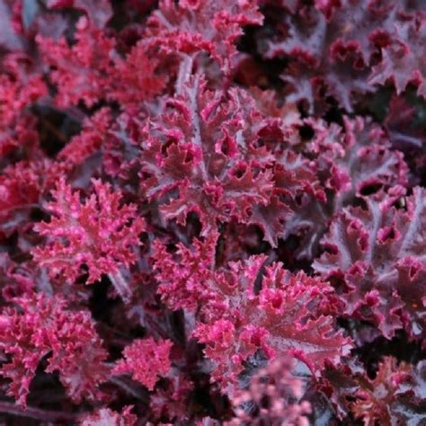 Heuchera Stauden G Nge Ihr Pflanzen Online Shop