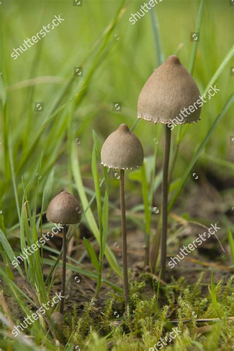 Petticoat Mottlegill Panaeolus Papilionaceus Editorial Stock Photo