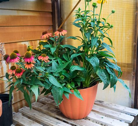 Growing Echinacea: The Complete Guide to Plant, Grow, and Harvest Echinacea