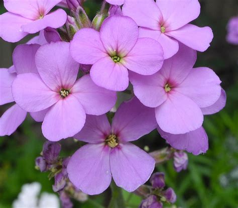 Juliana Características Cultivo Y Cuidados Flores Flor De Planta