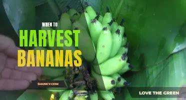 Timing Is Key A Guide To Knowing When To Harvest Bananas From The Tree