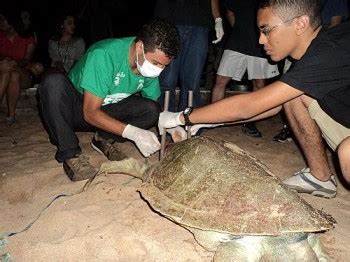 Tartaruga Encontrada Morta Na Praia De Jati Ca Alagoas Horas