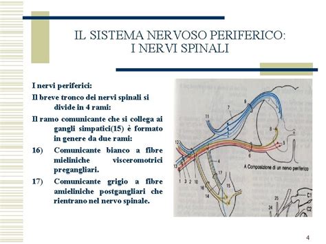 Il Sistema Nervoso Periferico I Nervi Spinali I