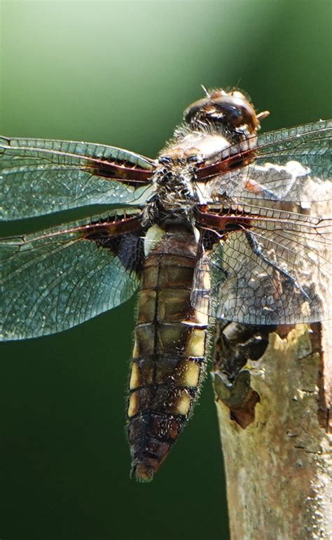 Libellula Depressa 2 Plattbauch Libellula Depressa C Flickr