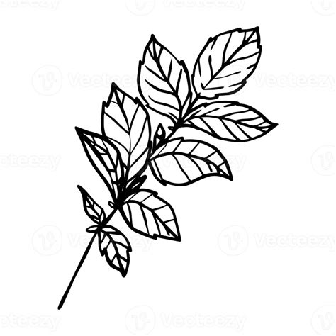 Mint Flower Png Transparent Images