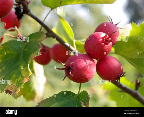 Hawthorn Crataegus Pennsylvanica Stock Photo Alamy