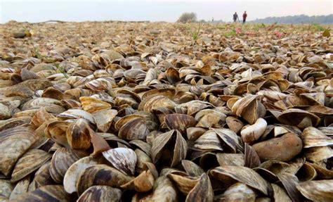 Lake Walter E Long “Fully Infested” with Zebra Mussels | Katy Christian