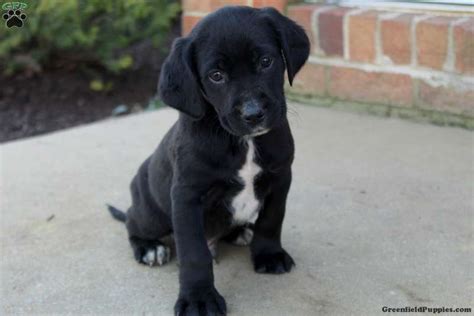 Black And White Lab Pit Mix