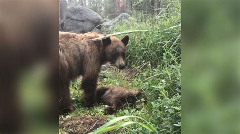 Arrollan y matan a un oso en una vía del Yosemite National Park y