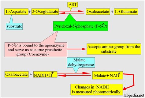 Liver Enzyme Reference Ranges For Nbme Practice Exams Off