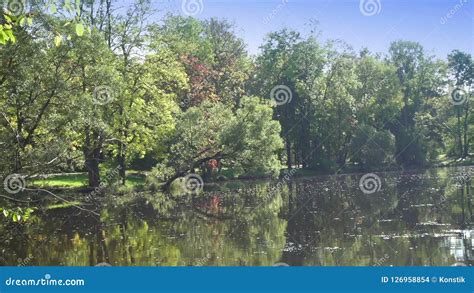 Les Feuilles Des Arbres Tombent Lentement Dans L Eau Le Parc D Automne