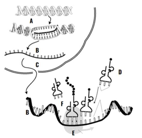 Dna Structure Replication Transcription Translation And Mutation Unit Review Flashcards Quizlet