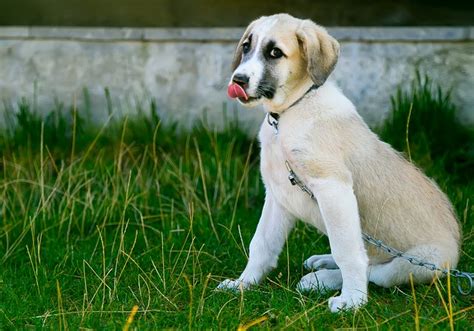 Stress Signalen Bij Honden Symptomen Hondencoach Aniek Wendt