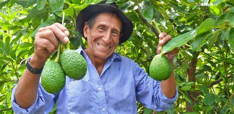 Palta Hass De La Sierra En La Mira De Agroexportadoras Fresh Baez