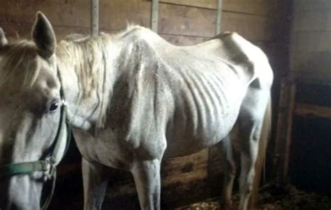 Chevaux affaiblis Comment aider votre cheval à prendre du poids