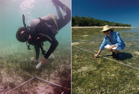 Marine Monitoring Program Mmp Seagrass Watch