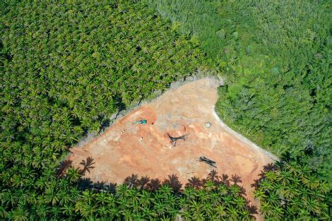 Brasil Perdeu Milh Es De Hectares Desde Aponta Mapbiomas