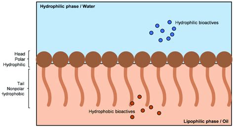 Schematic Representation Of Surfactant Placement In The Oil Water