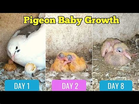 Pigeon Baby Growth 1 To 10 Days Day By Day Pigeon Baby Growth