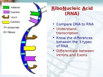 RNA Ppt By BioDiva TPT