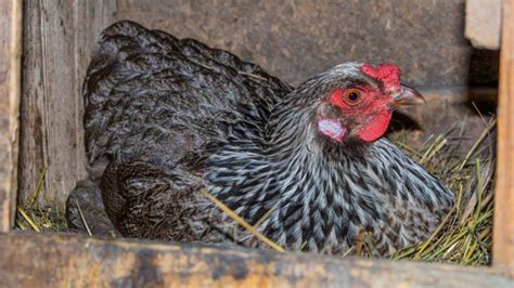 Cu L Es La Mejor Gallina Ponedora Gallinas Ponedoras