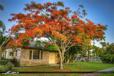 Royal Poinciana Tree Palm Beach County Home