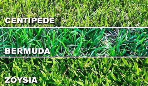 The Top 6 Types Of Grass For Your Lawn