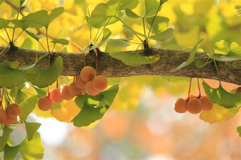 Fotos Gratis Rbol Naturaleza Rama Flor Fruta Luz De Sol Hoja