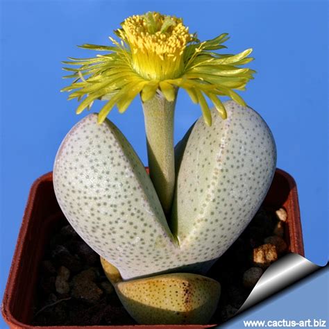 Dintheranthus microspermus