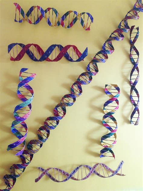 Elaboración casera de una maqueta de ADN | DNA Didactic Blog