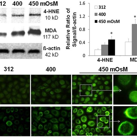 Oxidative Biomarkers For Cell Membrane Lipid Peroxidation A Western