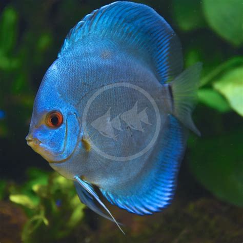 Blue Diamond Discus Fish