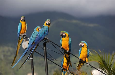 La Biodiversidad En Venezuela Unas De Las Mejores En El Mundo