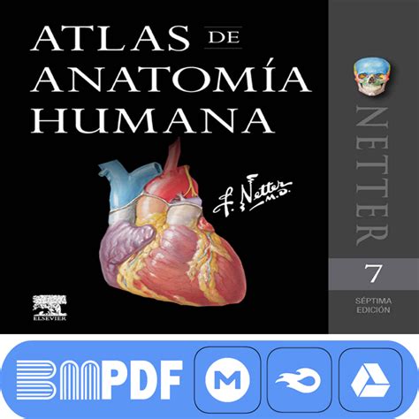 Mini Netter Atlas De Anatomia Humana 7Ma Edici N Atlas De Anatom A