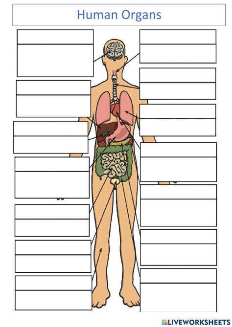 Human Body Organs Worksheet Live Worksheets Worksheets Library