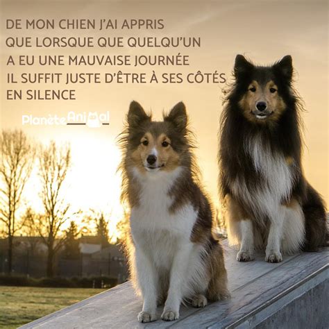 Citation Sur Les Chiens Plus De Id Es Pour Vous Inspirer