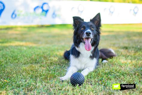 THE BEST OUTDOOR GAMES FOR DOGS