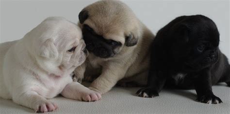 Cute Black, Fawn & White Pug Puppies Black Pug Puppies, Pug Puppy, Pug Dogs, Doggies, Corgi ...