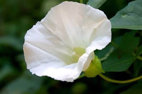 Hardy Hibiscus Stock Photos Royalty Free Hardy Hibiscus Images