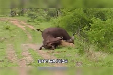 野牛被狮子咬住，同伴赶来帮忙，下一秒只看到狮子飞了出去！狮子野牛同伴