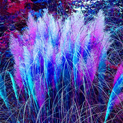 500 Seed Rare Light Blue Pampas Grass Pampas Seed Pampas Grass Plant Ornamental Perennial Seeds