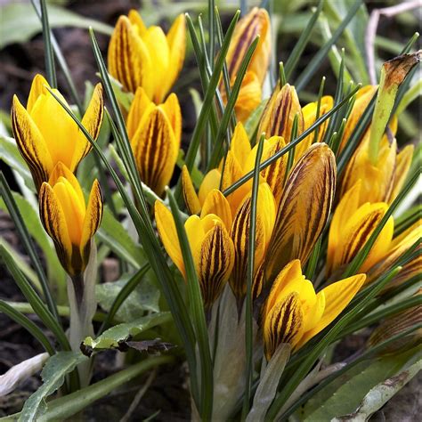 Krokus Wiosenny Zwanenburg Brozne 10 szt Krokusy cebulki krokusów