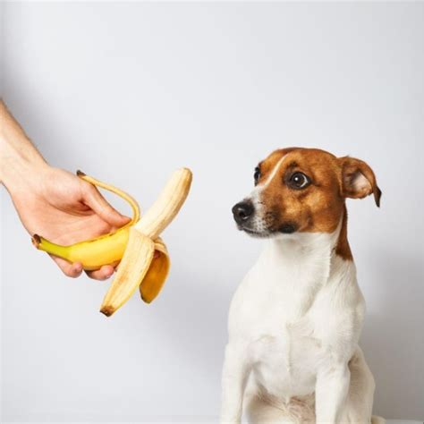 Can Dogs Eat Bananas Decoding Your Canines Diet