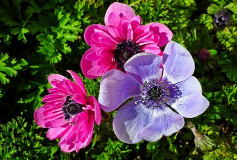 Anemones Flowers Spring Free Photo On Pixabay Pixabay