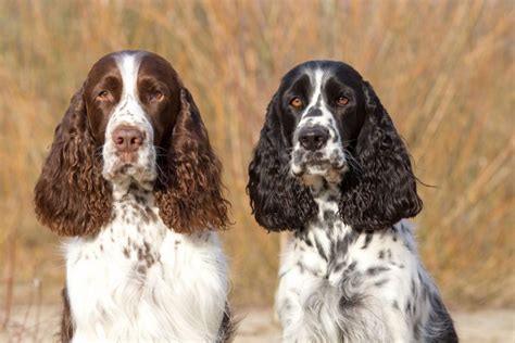 Russian Spaniel Dog Breed Information, Images, Characteristics, Health