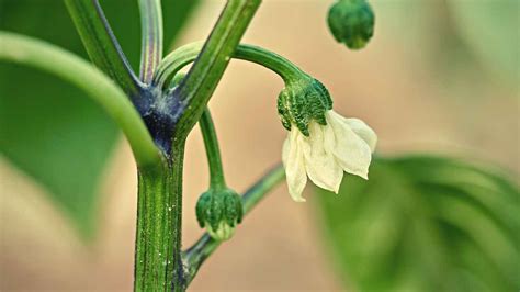 7 Bell Peppers Growing Stages From Seed To Harvest Just Pure