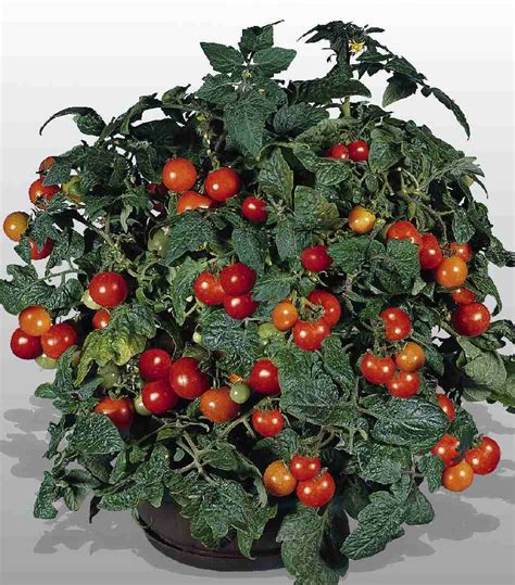 TOMATO GARDENER S DELIGHT Muller Seeds